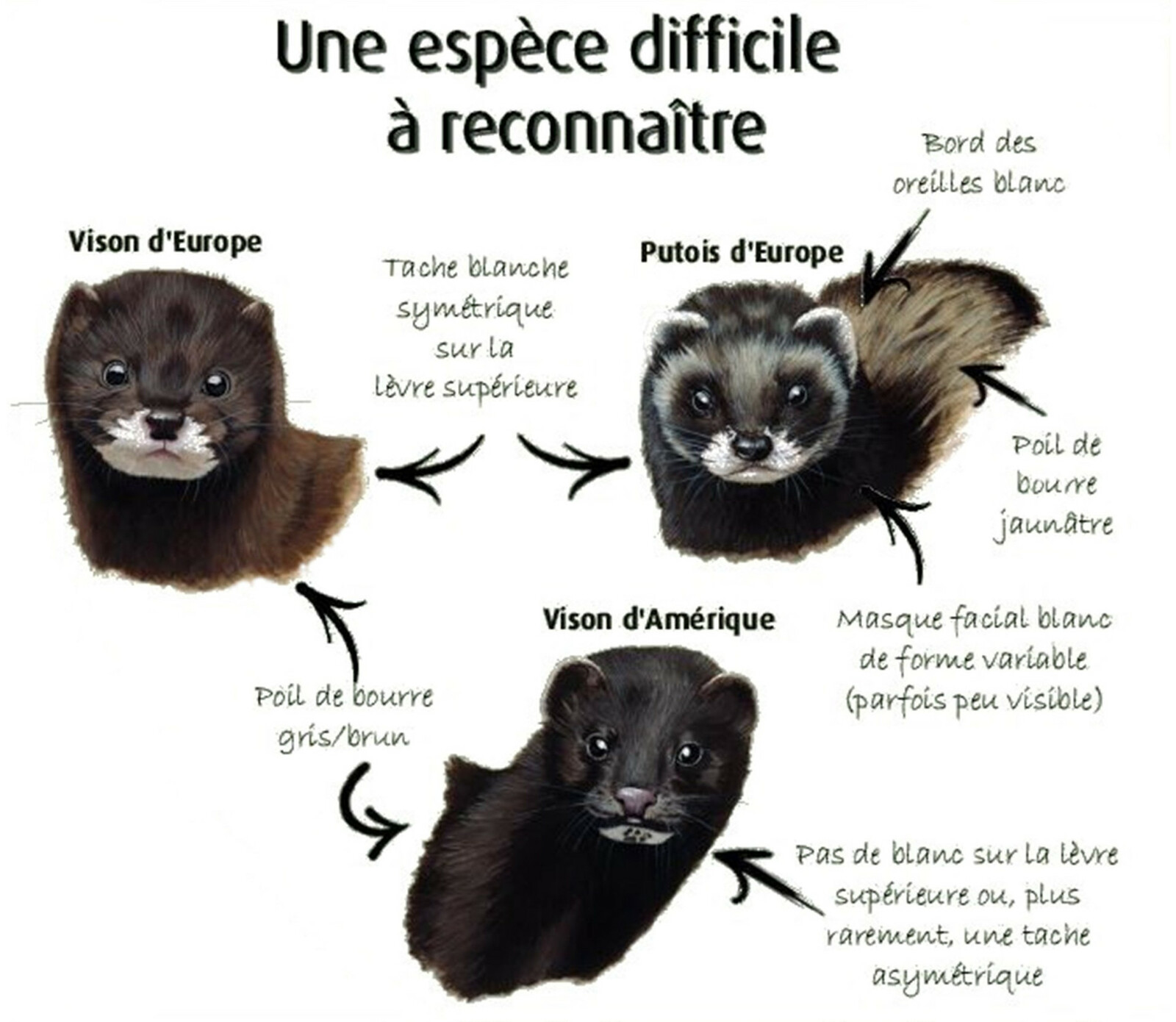 Vison d'Europe